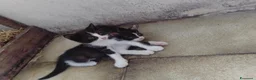Meticcio gatti in regalo: Gattini  - Annuncio 2