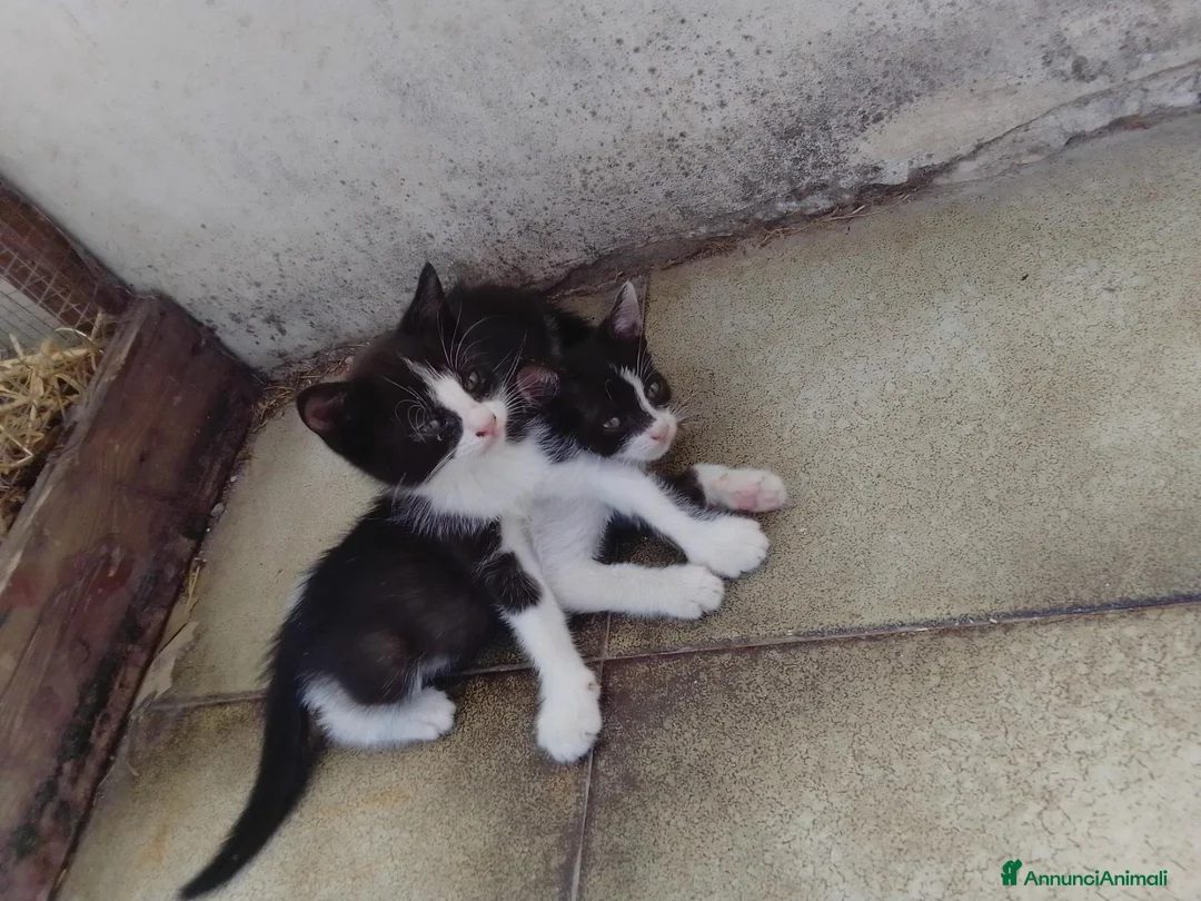 Meticcio gatti in regalo: Gattini  - Annuncio 2