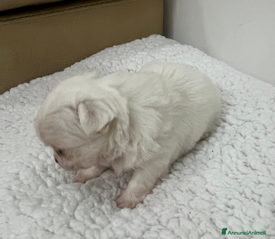 Chihuahua cani in vendita: Chihuahua cucciola femmina  - Annuncio 5