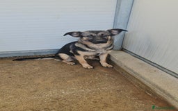 Meticcio cani in regalo: Clotilde: cucciolotta taglia piccola timida dolce  - Annuncio 7