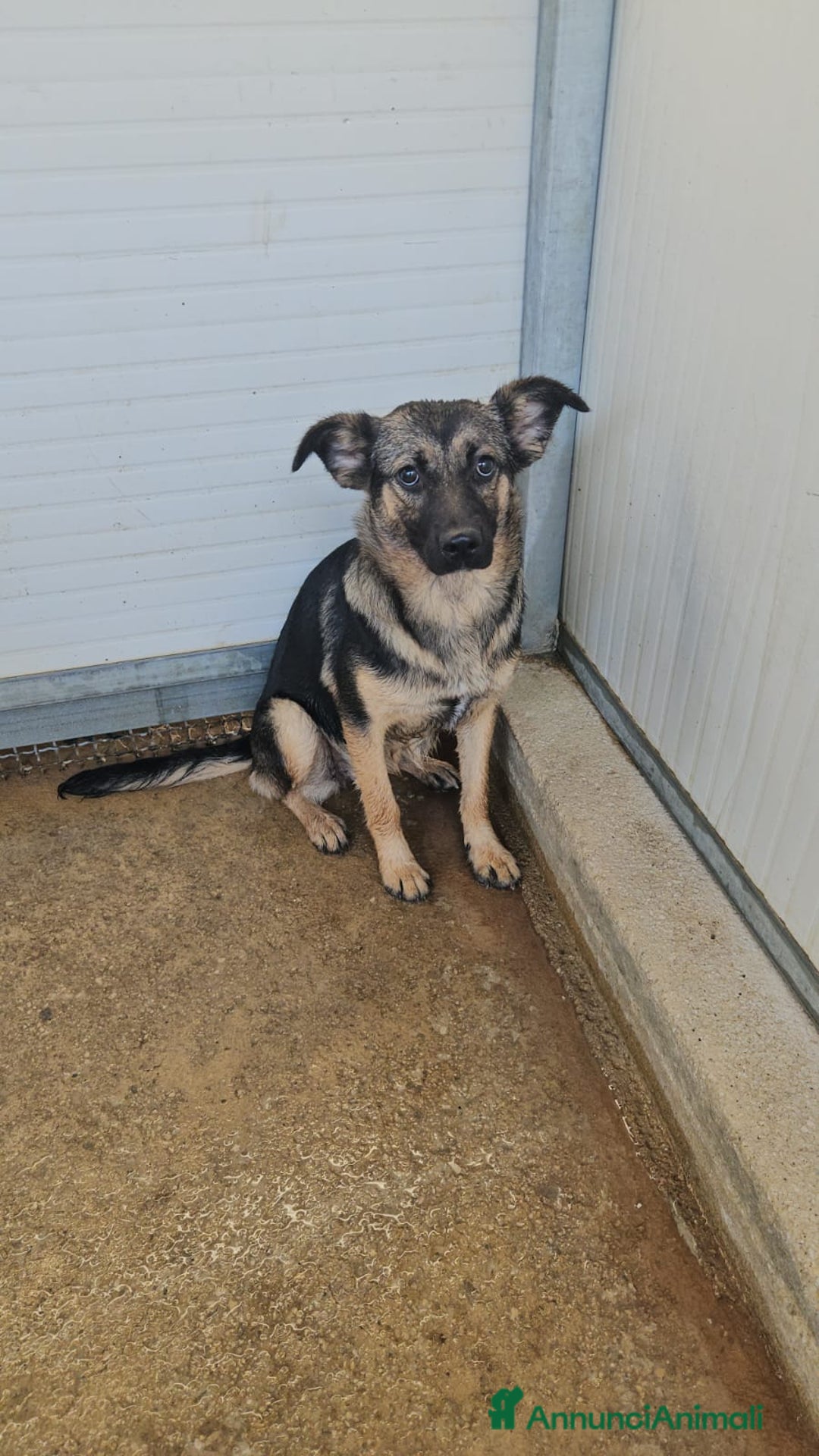 Meticcio cani in regalo: Clotilde: cucciolotta taglia piccola timida dolce  - Annuncio 7