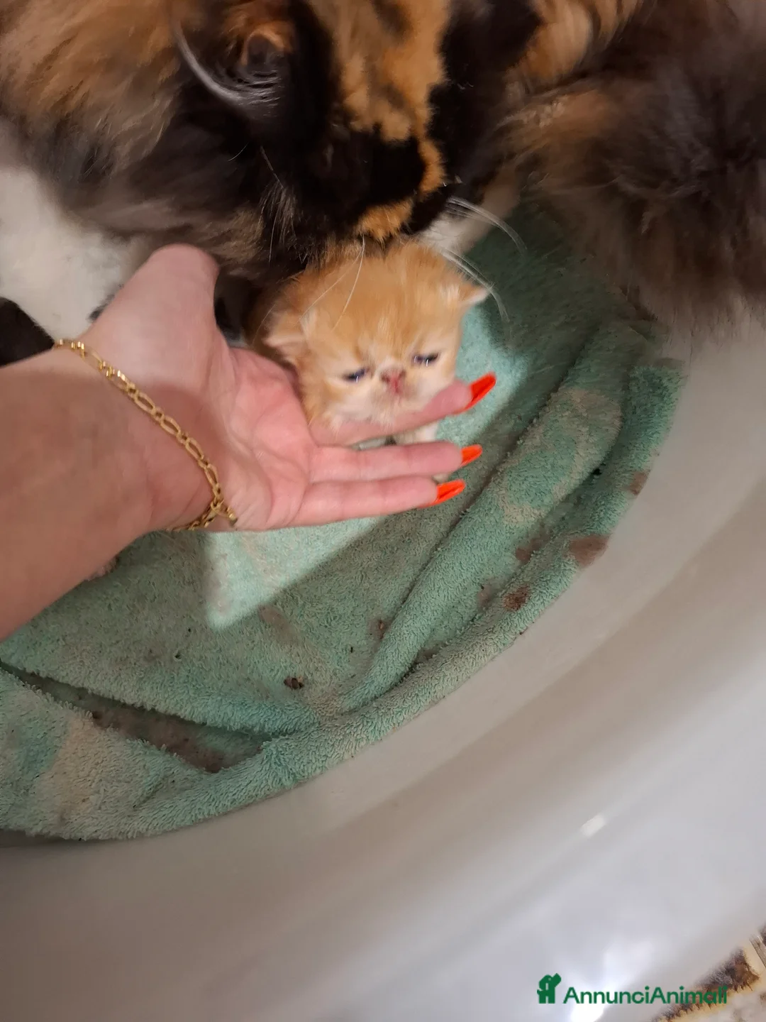 Persiano gatti in vendita: Cuccioli persiani a Provincia di Imperia - Annuncio 2