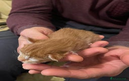 Maine Coon gatti in vendita: Cuccioli di Maine Coon - Immagine 16