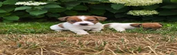 Jack Russell cani in vendita: Cuccioli di jack russell a pelo broken/liscio - Annuncio 5