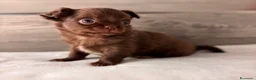 Chihuahua cani in vendita: Cuccioli di chihuahua con pedigree - Annuncio 8