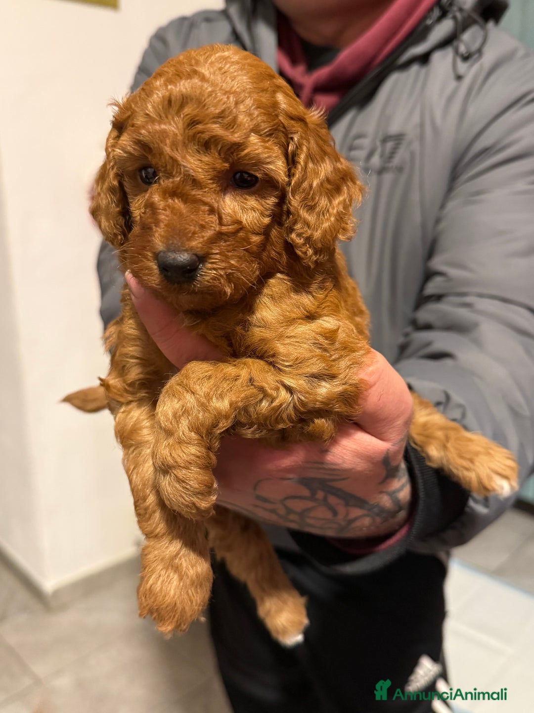 Barboncino cani in vendita: Barboncino  - Annuncio 3