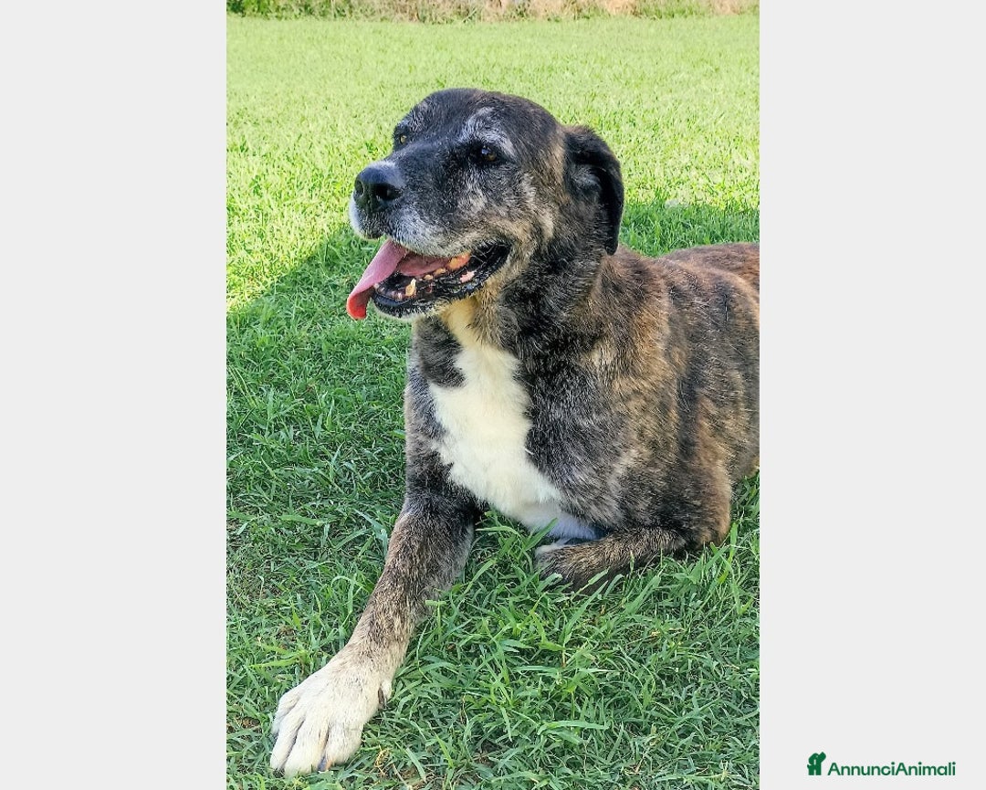 Meticcio cani in regalo: TEMPESTA...d'amore non facciamola morire in un box a Latina - Annuncio 1