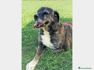 Meticcio cani TEMPESTA...d'amore non facciamola morire in un box a Latina - Annuncio 8