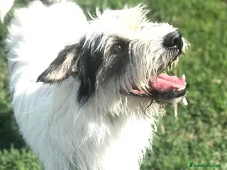 Spinone cani Cirillo, spinoncino dalle sette bellezze a Provincia di Latina - Annuncio 4