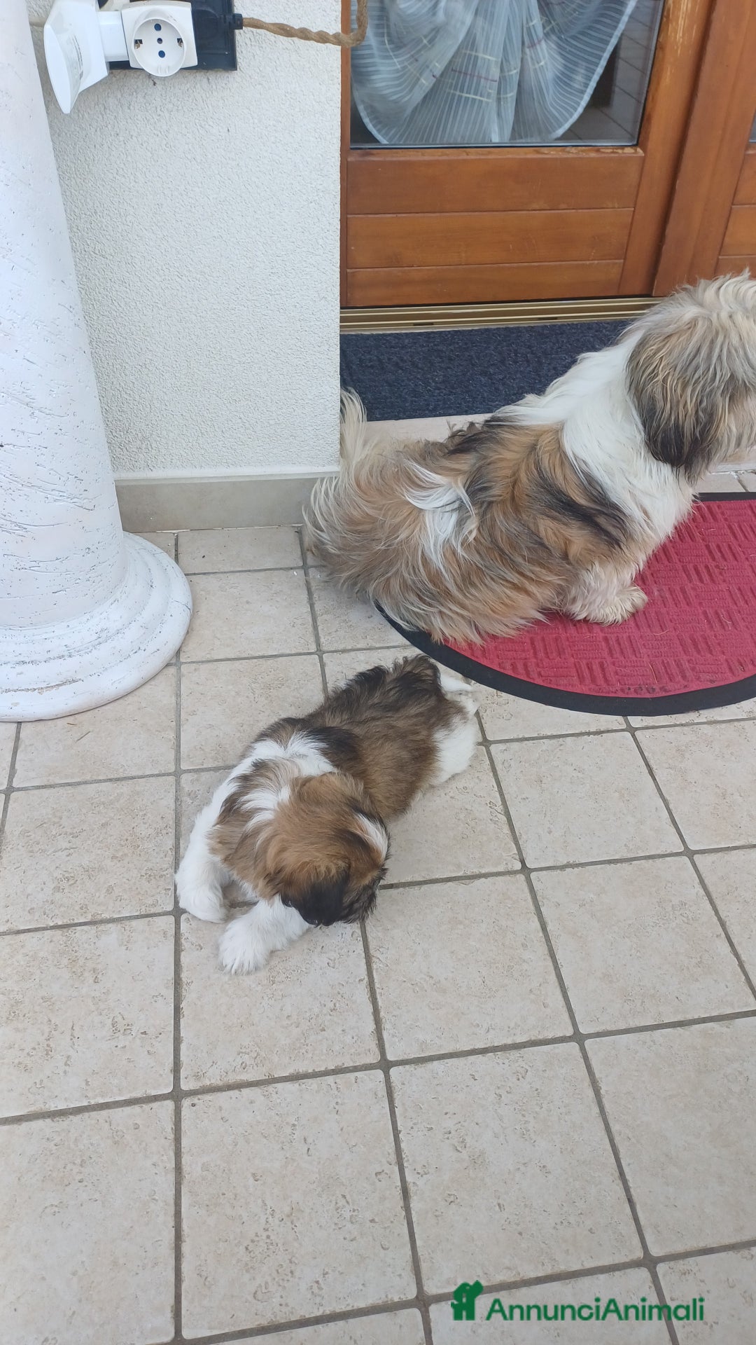 Shih Tzu cani in vendita: Cucciolo di shihtzu con pedegree - Immagine 5