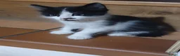 Meticcio gatti in regalo: Regalo gattini  - Annuncio 5