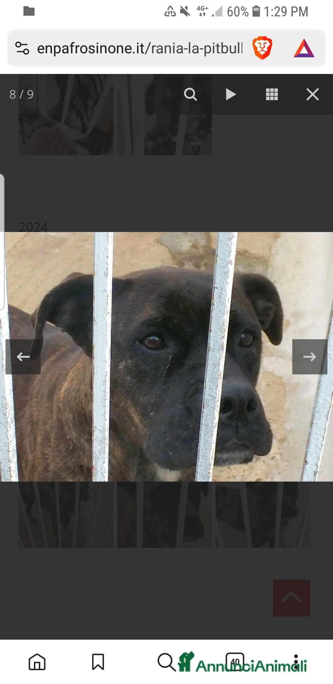 Pitbull cani in regalo: ADOZ.DEL CUORE: soffre la reclusione: sfruttata!!! - Annuncio 7