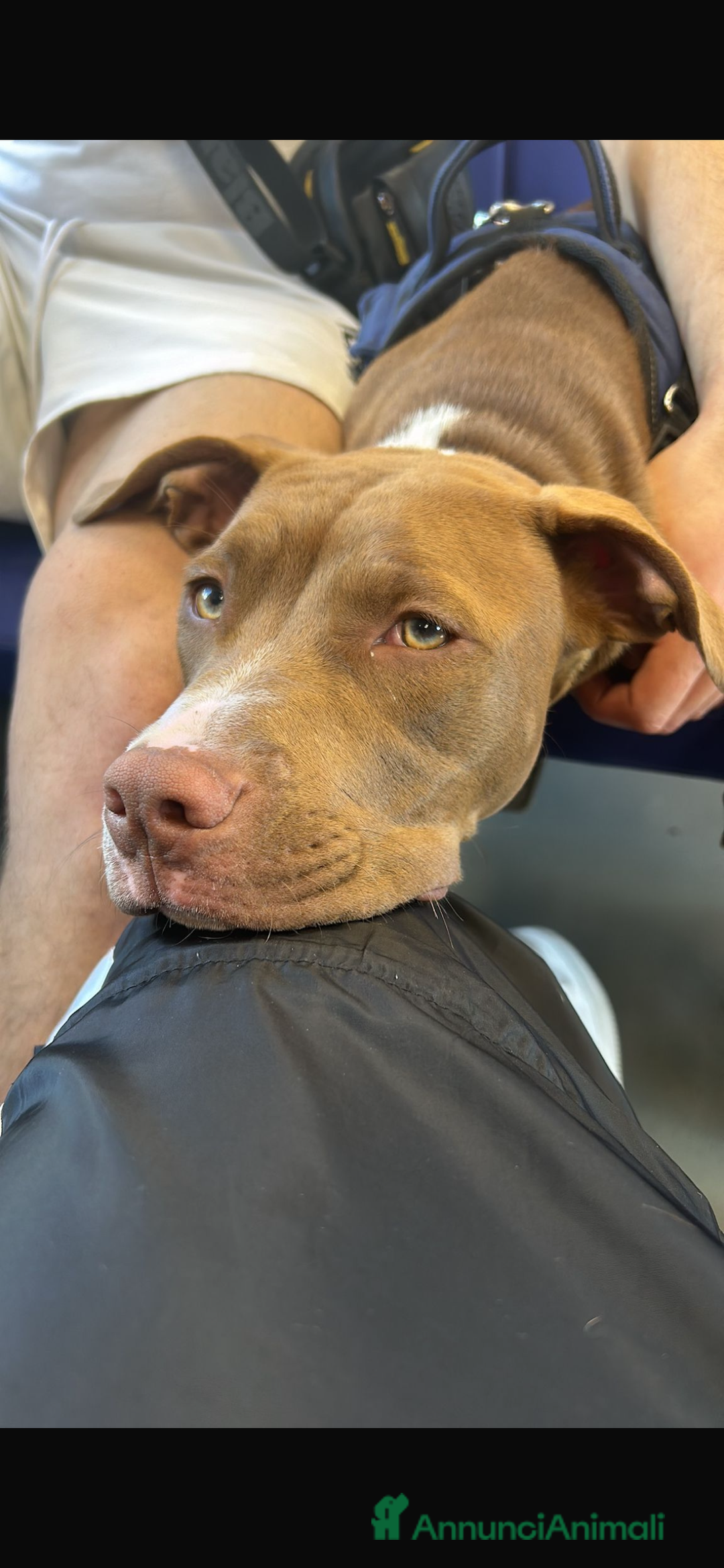 Pitbull cani in vendita: Cucciola di pitbull - Annuncio 1