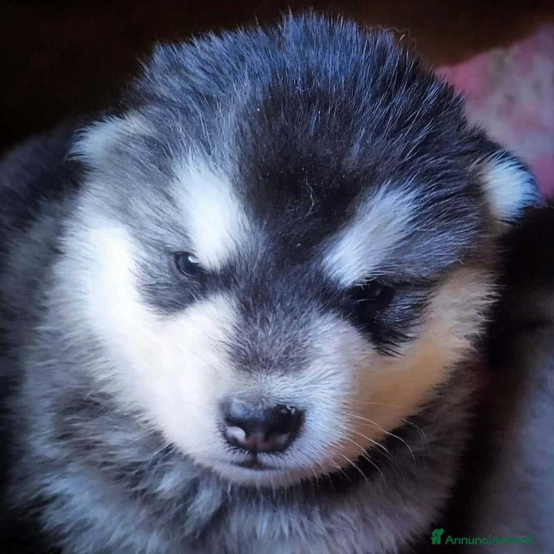 Alaskan Malamute cani in vendita: Alaskan Malamute – Cuccioli con Pedigree ENCI/FCI  - Annuncio 4