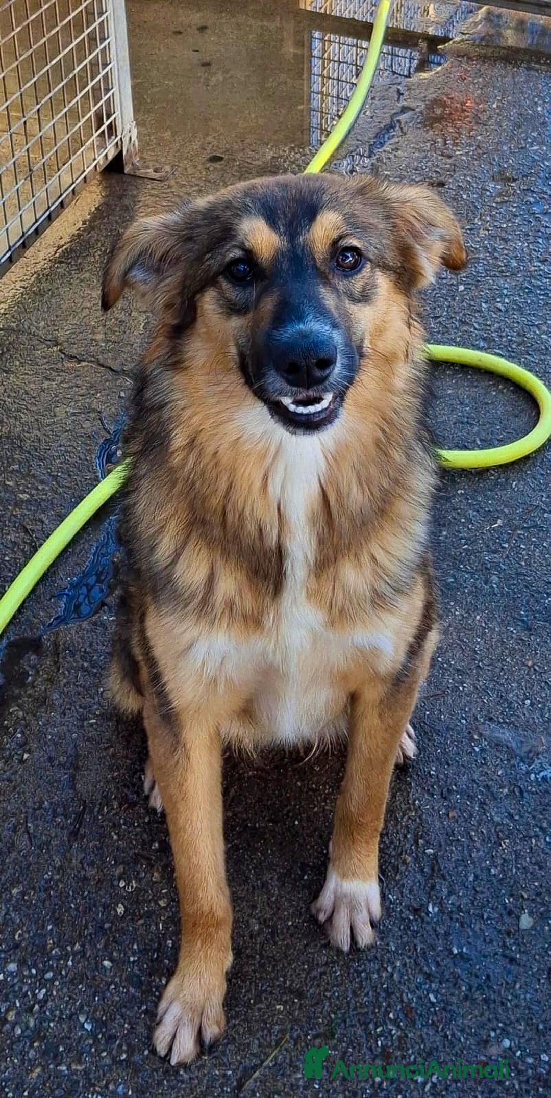 Meticcio cani in regalo: BRENDA 🩷 - cucciola tenerissima cerca casa 🥺😍 - Annuncio 5