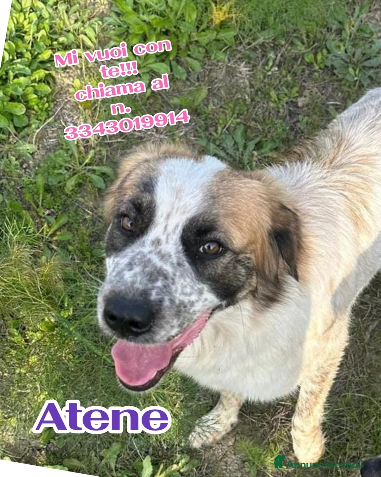 Meticcio cani     ATENE 🩷 UNA CASA PER TORNARE A SORRIDERE - Annuncio 38