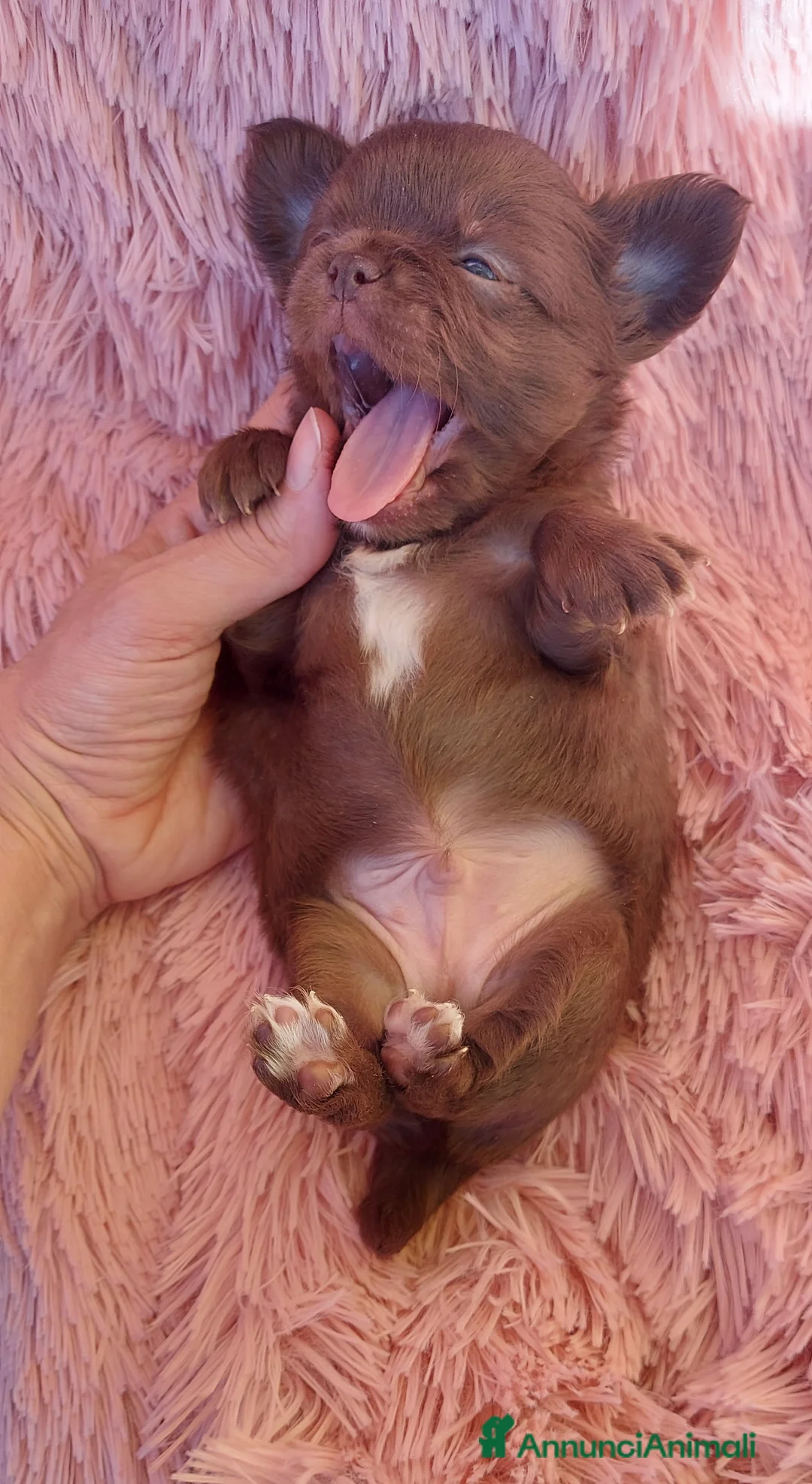 Immagine della galleria {{count}}