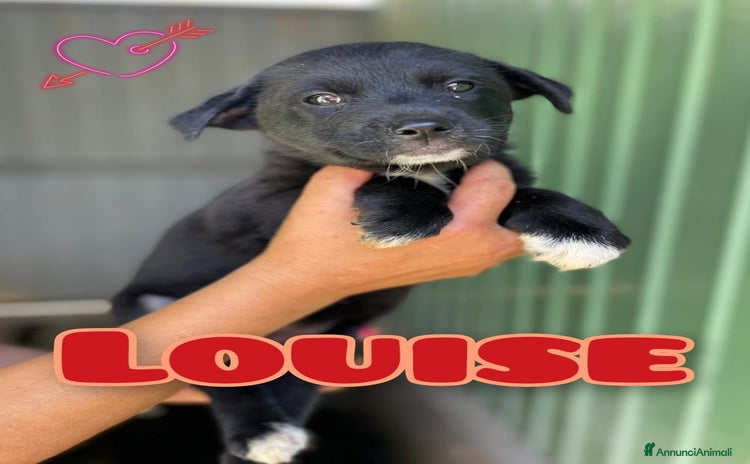Meticcio cani a Provincia di Verona - Annuncio 18
