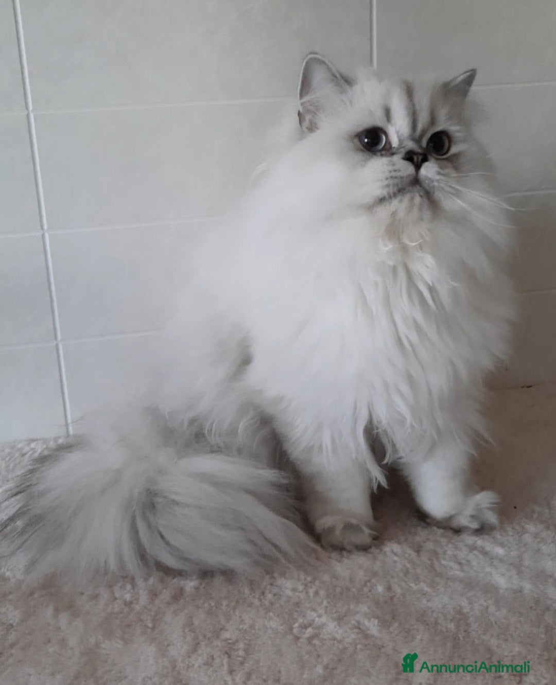 British gatti in vendita: Cucciolo British longhair  - Annuncio 2