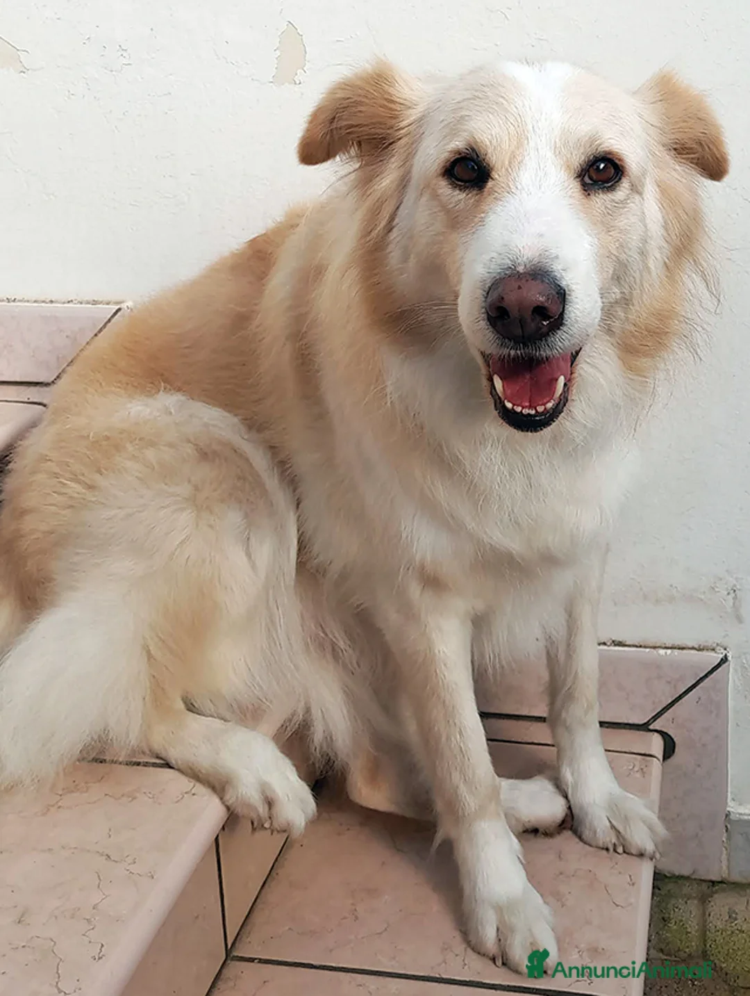 Meticcio cani in regalo: Kelly, dolcissima cagnetta in adozione - Annuncio 3