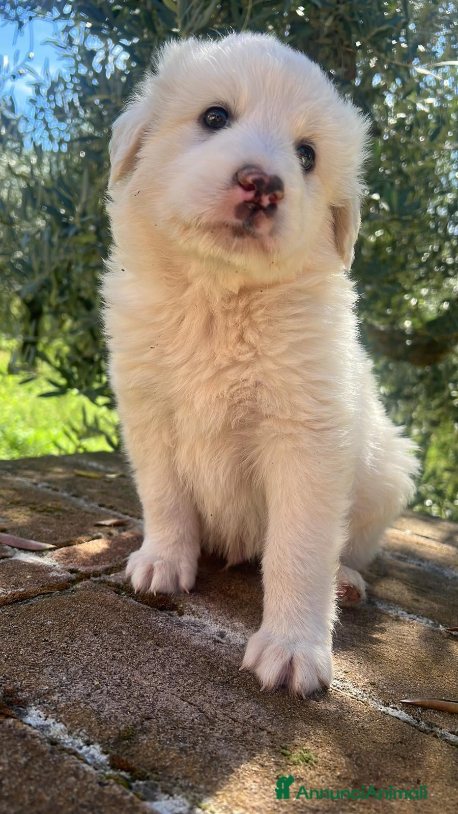 Altre razze cani CUCCIOLI MERAVIGLIOSI  - Annuncio 2