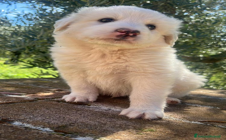 Altre razze cani - Annuncio 19