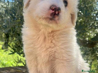 Altre razze cani CUCCIOLI MERAVIGLIOSI - Annuncio 2