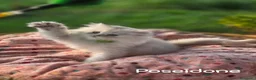 British gatti in vendita: Cuccioli British Golden e Silver - Annuncio 26