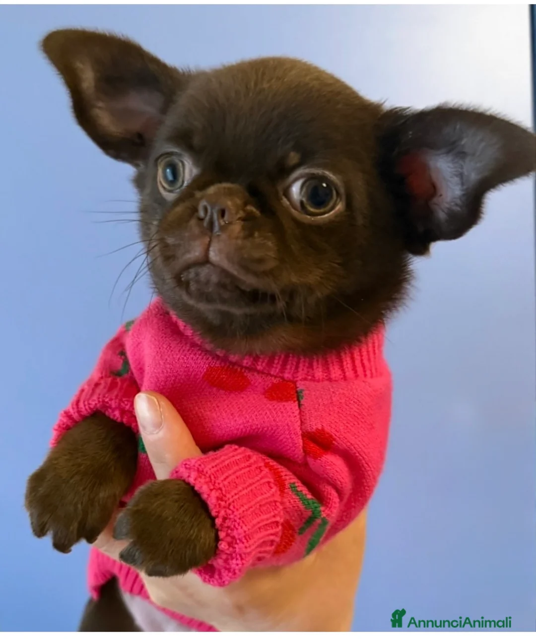 Chihuahua cani in vendita: Chihuahua cucciola  - Annuncio 1