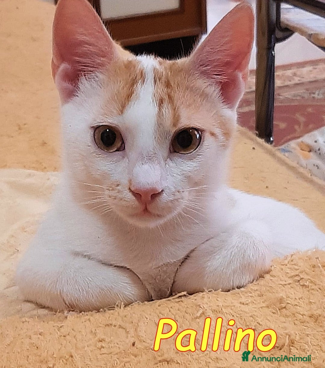 Europeo gatti in regalo: 2mici 6/7mesi INSEPARABILI bianchi/rossi.ROMA SOS - Annuncio 2