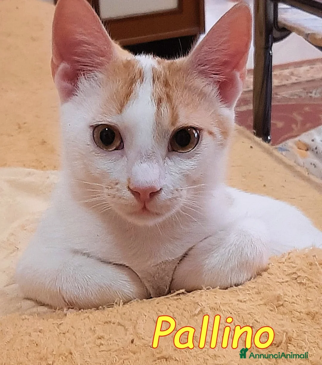 Europeo gatti in regalo: 2mici 6/7mesi INSEPARABILI bianchi/rossi.ROMA SOS - Annuncio 2