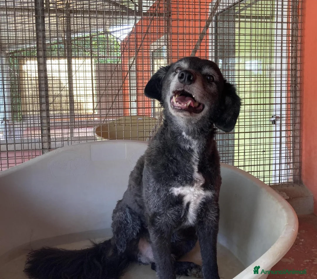Meticcio cani in regalo: FREEZIE, adozione del cuore - Annuncio 1
