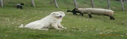 Pastore Maremmano cani in vendita: cuccioli di pastore maremmano abruzzese  - Annuncio 16