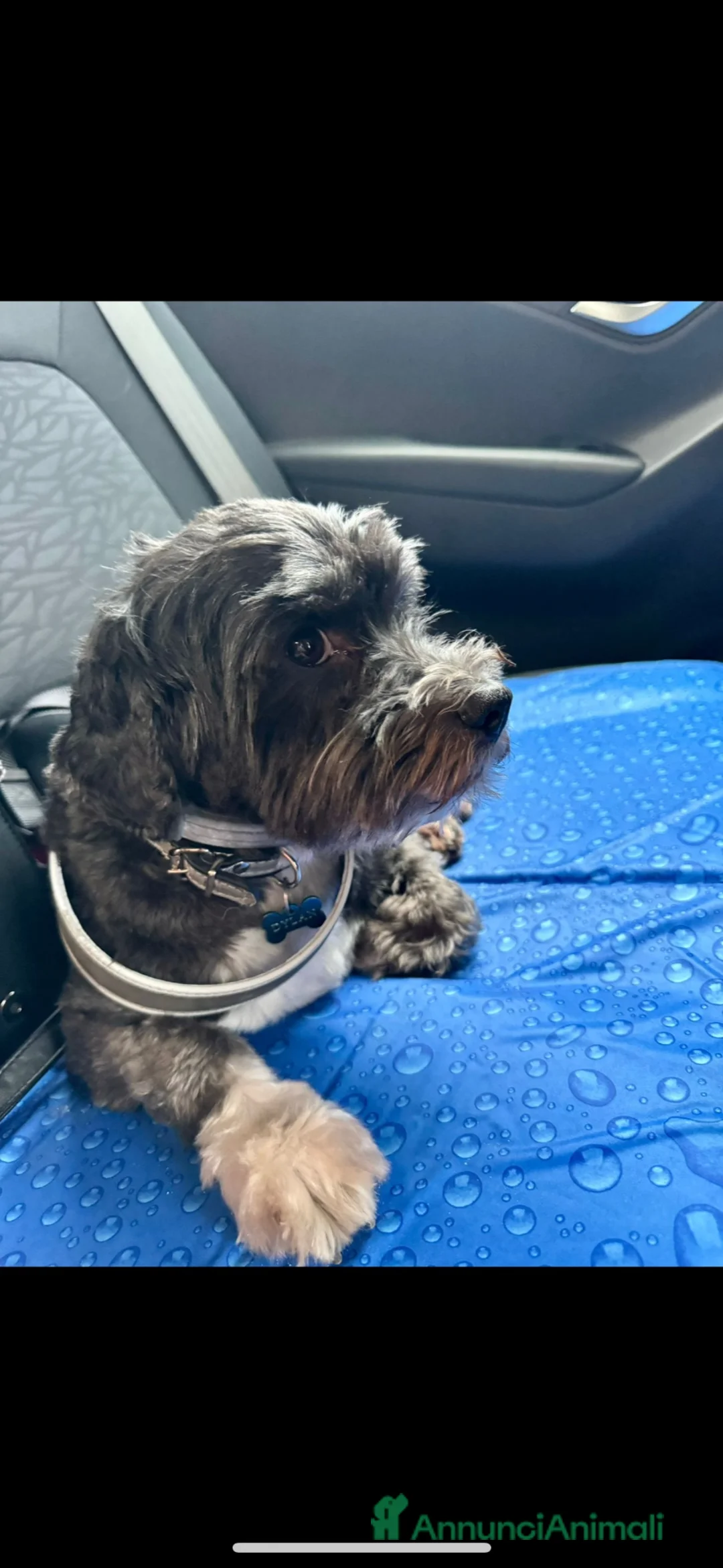 Meticcio cani per accoppiamento: Dylan  - Annuncio 2