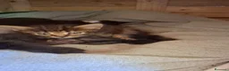 Altre razze gatti in regalo: Gattina tigrata dolcissima - Annuncio 3