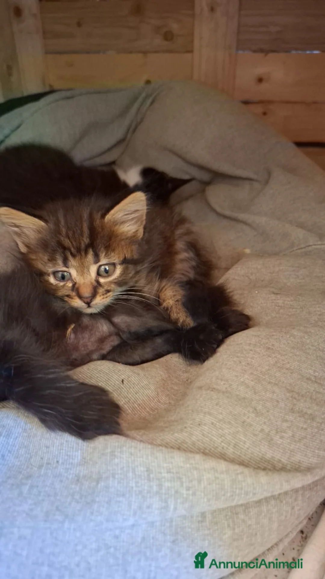 Altre razze gatti in regalo: Gattina tigrata dolcissima - Annuncio 3