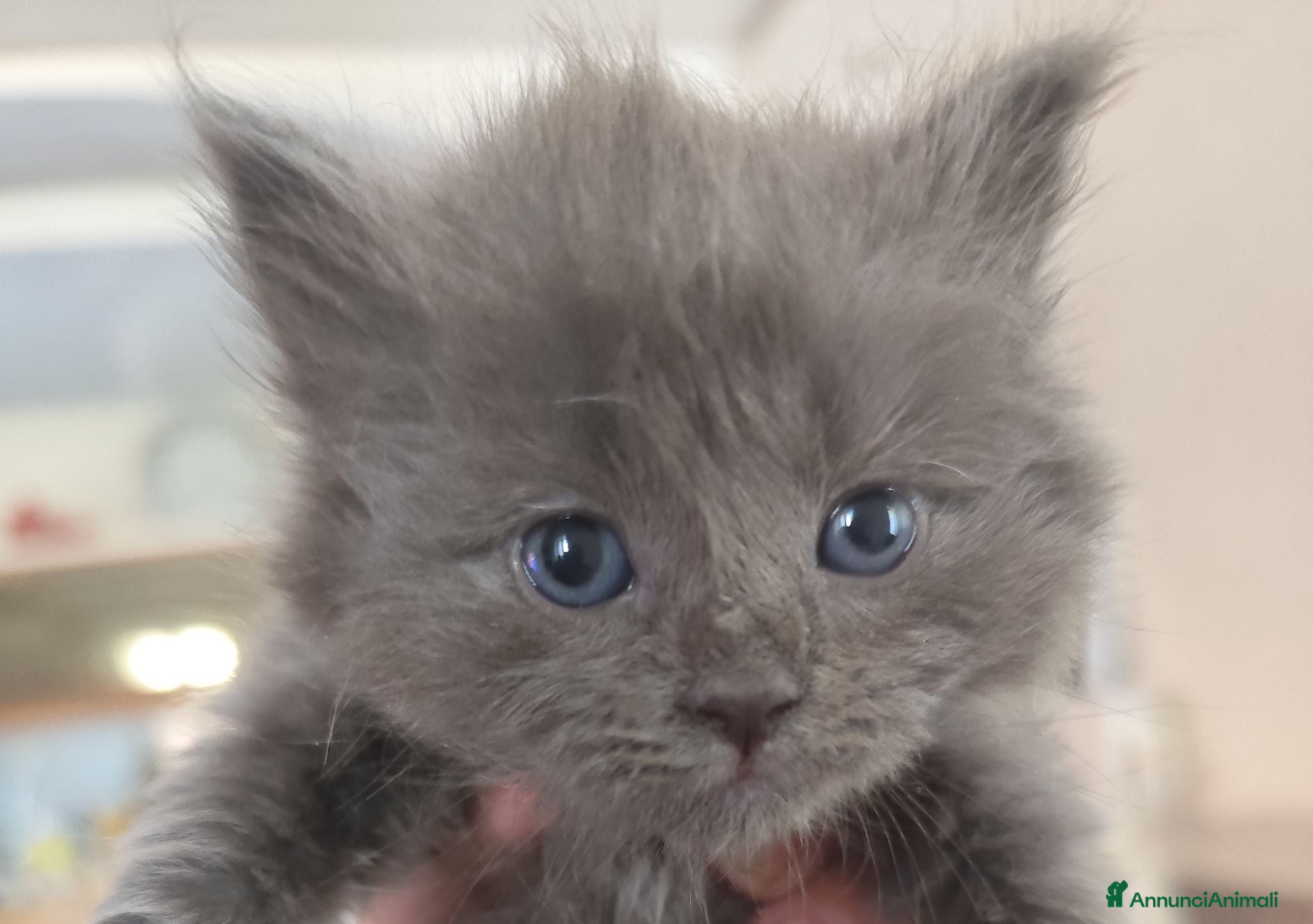 Altre razze gatti Gattini Nebelung  - Annuncio 2