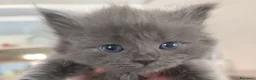 Altre razze gatti in vendita: Gattini Nebelung  - Annuncio 1