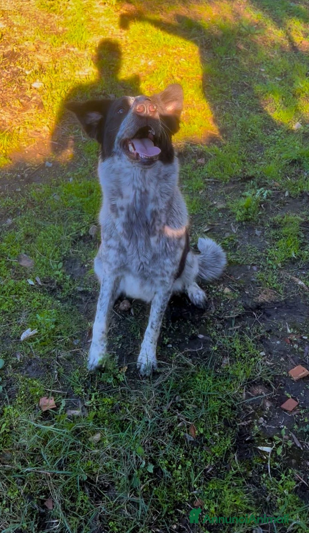 Meticcio cani in regalo: SERENA 🩷 - super cucciola mix pastore, cerca casa - Annuncio 7