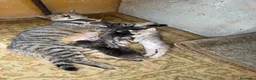 Europeo gatti in regalo: Adozione di 6 gattini  a Provincia di Caserta - Annuncio 2