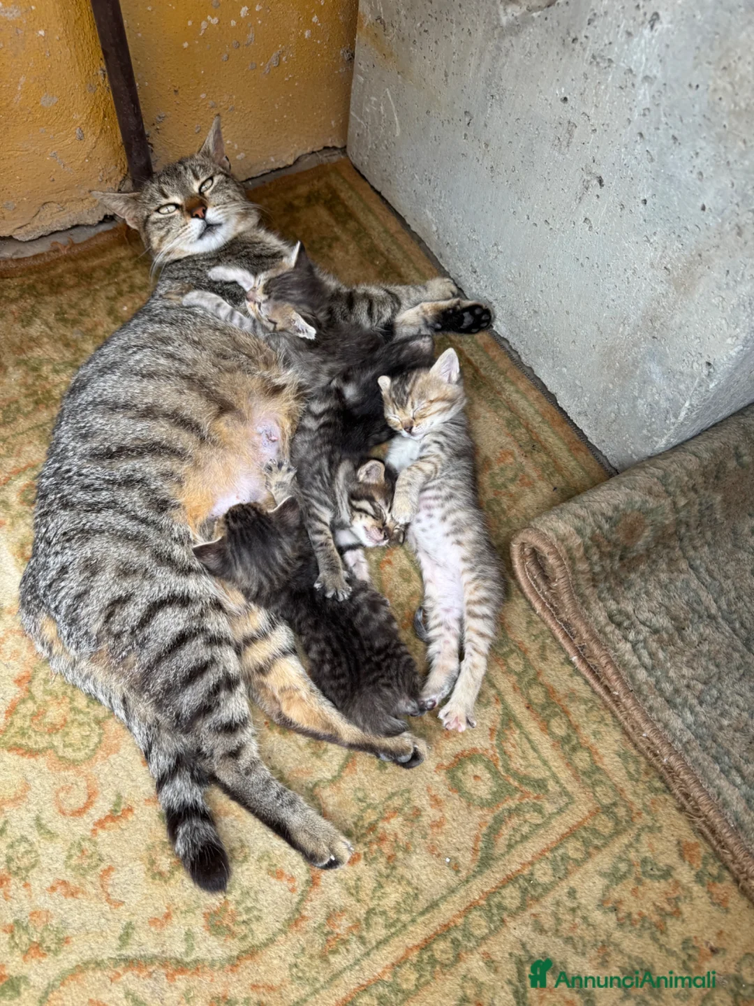 Europeo gatti in regalo: Adozione di 6 gattini  a Provincia di Caserta - Annuncio 2