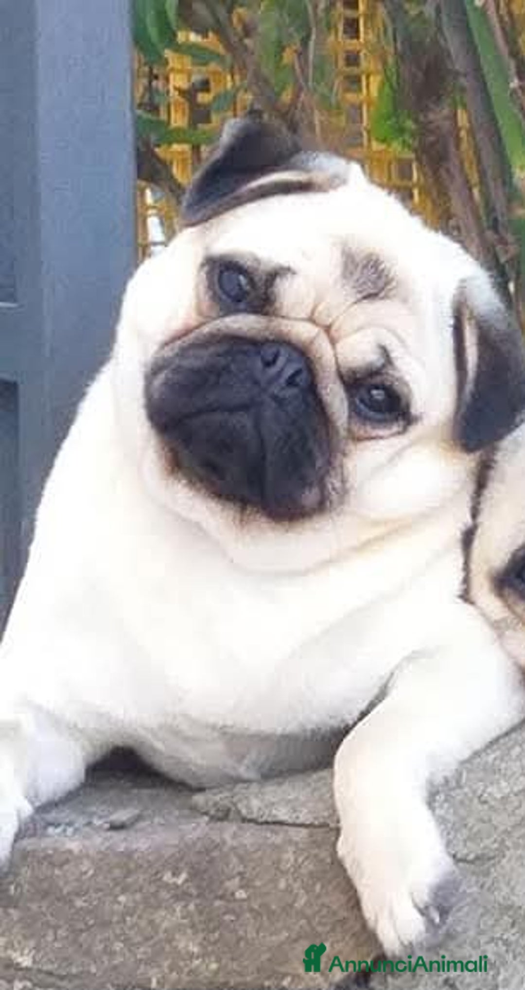 Carlino cani in vendita: Cucciolo Maschio Carlino - Annuncio 5