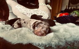 Bassotto cani in vendita: bassotto tedescho a Provincia di Asti - Immagine 2