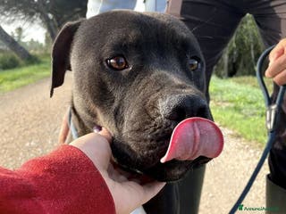 Pitbull cani Magico Tyson a Provincia di Latina - Annuncio 1