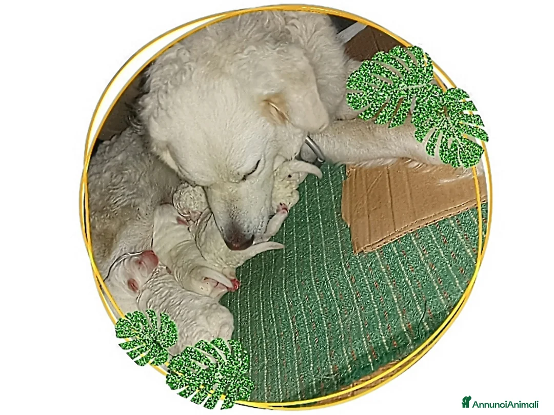 Pastore Maremmano cani in vendita: Cuccioli Pastore Abruzzese Ricci Speronati  - Annuncio 2