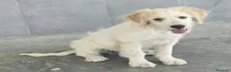 Meticcio cani in regalo: Oliver, 4 mesi, futuri 15/18 chili  - Annuncio 6