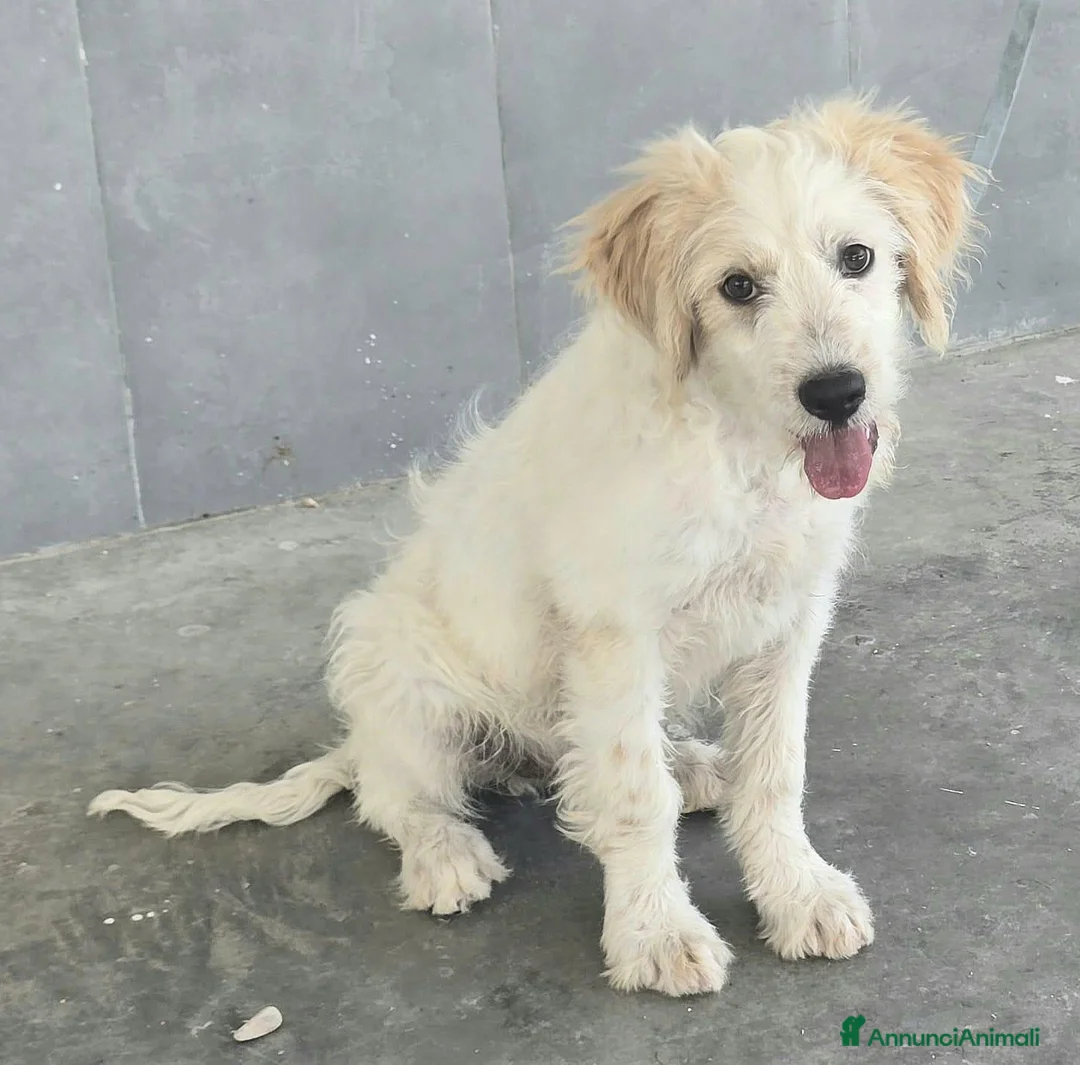 Meticcio cani in regalo: Oliver, 4 mesi, futuri 15/18 chili  - Annuncio 6