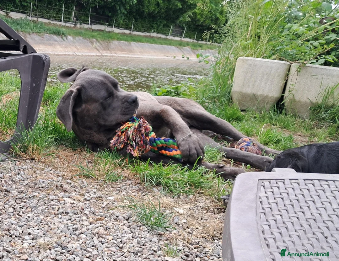 Cane Corso cani in regalo: Cedo cane corso maschio con pedigree - Annuncio 5