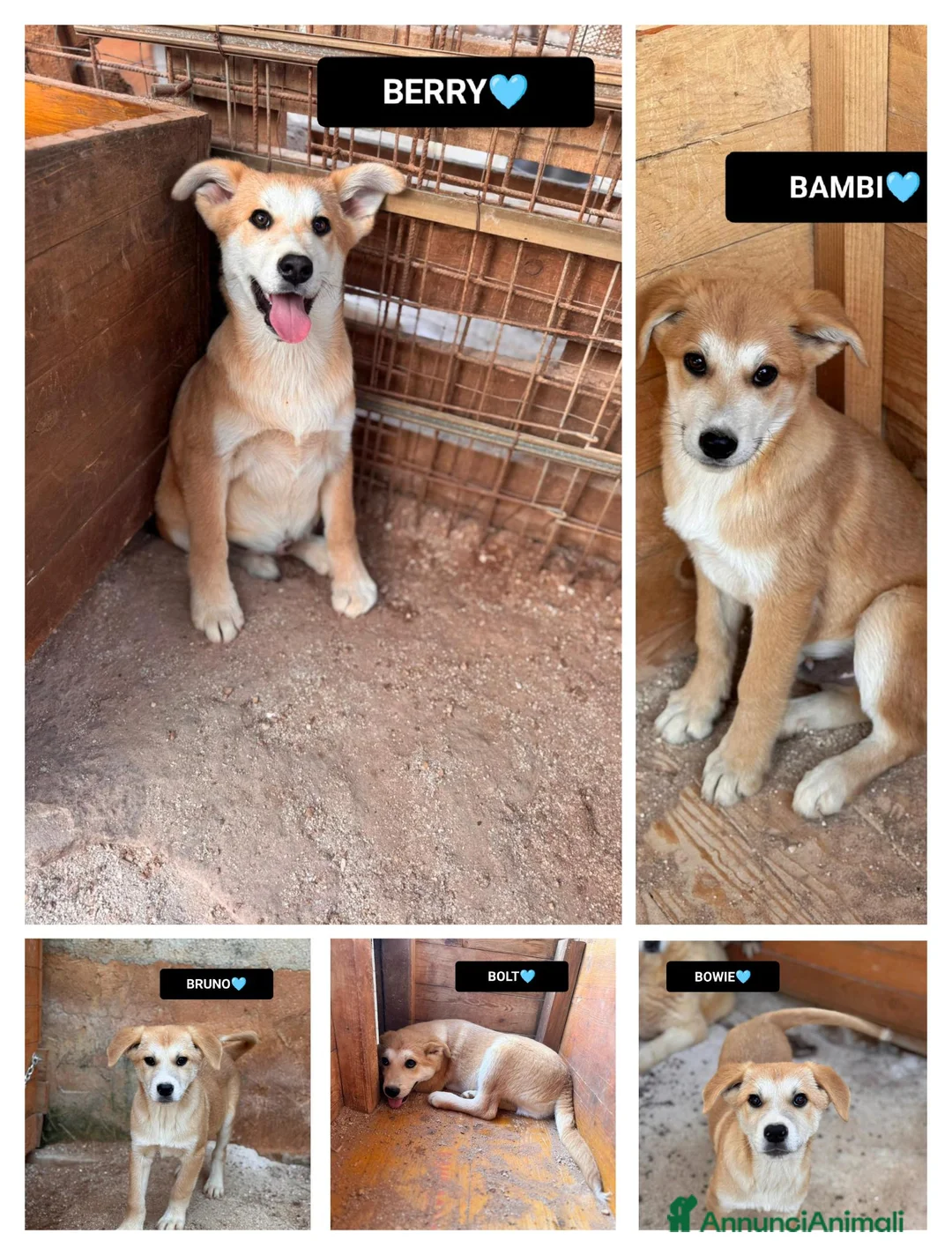 Meticcio cani in regalo: BERRY, BAMBI, BRUNO, BOWIE E BOLT, - Annuncio 1