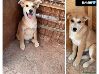 Meticcio cani BERRY, BAMBI, BRUNO, BOWIE E BOLT, - Annuncio 9